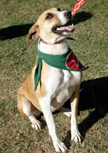 Chiquita