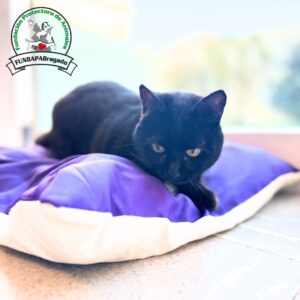 Cama rectangular - 2 colores - violeta-blanco